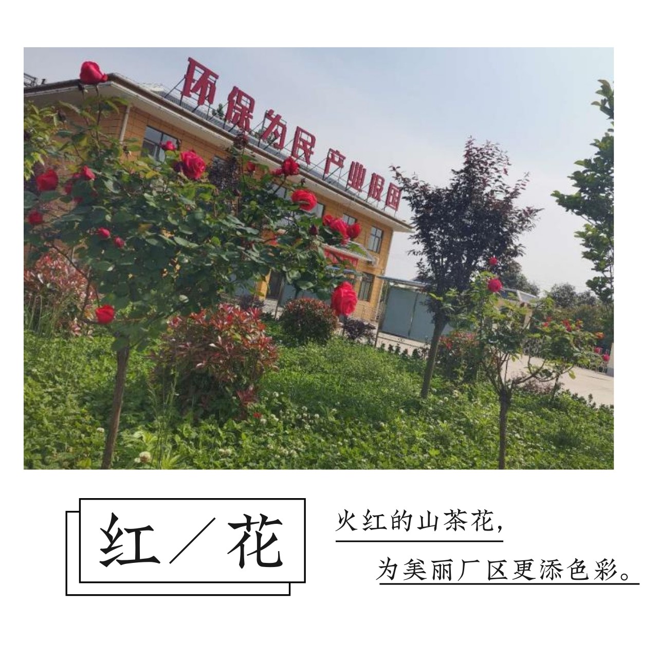 “绿满厂区春意浓”摄影文章征集活动部门文章展示(一) “绿满厂区春意浓”摄影文章征集活动部门文章展示(一)